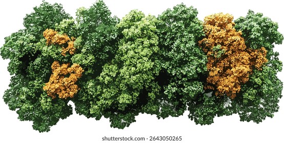 Vector of trees, woods, greenery, yellowed autumn leaves, isolated on transparent background, forest, fall season, natural landscape, seasonal background, foliage