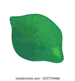 vector trendy color illustration of hand drawn watercolor lime fruit isolated on white background. can be used as an advertisement for fruits, fruit juices, for various types of printing, design 