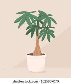 Vector trendy illustration of home plant in a pot. Money bonsai or pachira aquatica. Wooden trunk and large green leaves. Object for decoration.