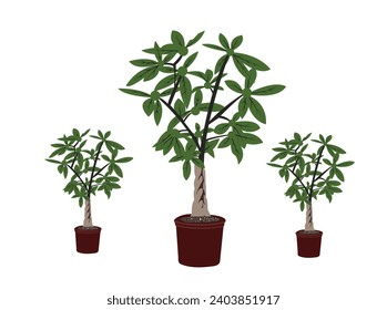 Vector trendy illustration of home plant in a pot. money bonsai or pachira aquatica Pachira aquatica (Guiana Chestnut or Money tree) in a white