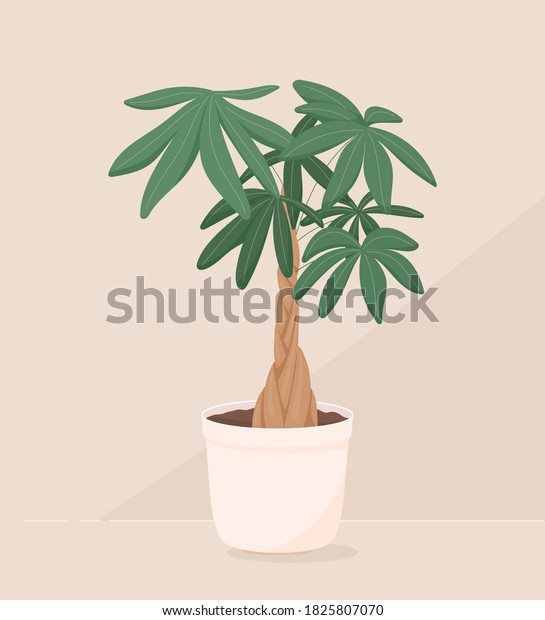 鉢の中の家庭植物のベクタートレンディイラスト お金の盆栽 パチラの水彩画 木の幹と大きな緑の葉 装飾のオブジェクト のベクター画像素材 ロイヤリティフリー