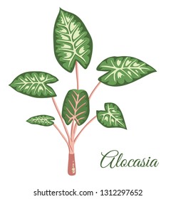 Vector tropical alocasia clip art. Jungle foliage illustration. Hand drawn home exotic plant isolated on white background. Bright realistic illustration