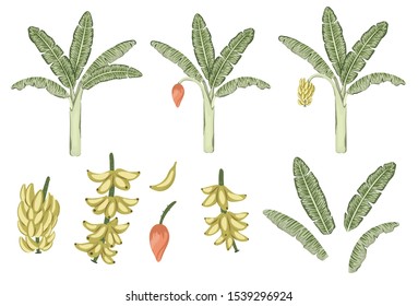 Vector tropical banana tree and fruit clip art. Jungle foliage illustration. Hand drawn exotic plant isolated on white background. Bright realistic illustration of bananas growing process