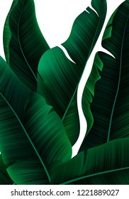 Vector Tropical Banner with Realistic Banana Tree Leaves. Minimalist Jungle Bg. Exotic Background with Palm Leaves