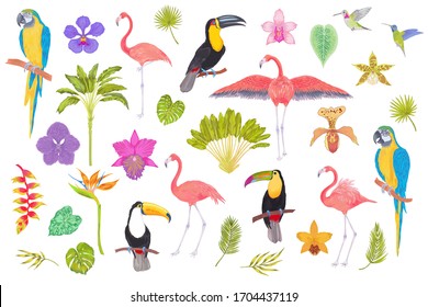 Vector tropical bird, trees, flowers and leaves. Toucan flamingo colibri macaw parrot birds, orchid, heliconia, strelitzia flowers, areca palm, ravenala tree, banana tree.