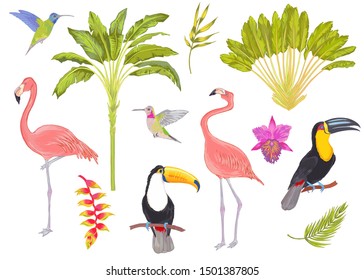 Vector tropical bird witn watercolor effect, trees, flowers and leaves. Toucan flamingo colibri birds, orchid flowers, areca palm heliconia flower. Cololful tropic background isolated on white.