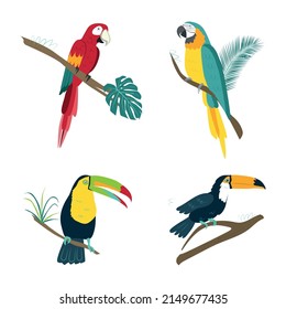 Vector tropical birds parrots. Macaw, rainbow toucan. Isolates on a white background in a hand-drawn style for decoration