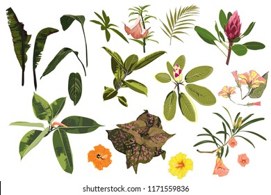 Vector tropical bright green plants, jungle leaves and flowers set isolated on white background.