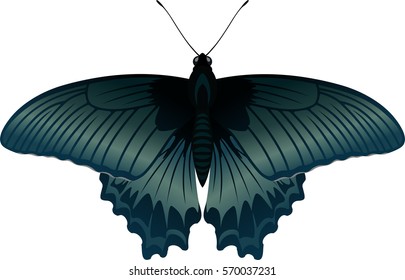 vector tropical butterfly Great Mormon Papilio rumanzovia