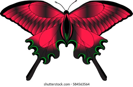 Vector tropical butterfly isolated on white background