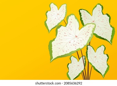 Banner de hoja vectorial de caladio tropical sobre fondo amarillo. Diseño botánico exótico. Elementos gráficos de naturaleza simple y moderna. Demanda para afiche, banner, volante, folleto, sitio web. Ilustración del vector