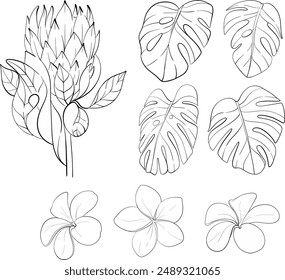 Vector tropical clipart - protea, monstera leaves and frangipane. Exotic flowers. Black circuit silhouette. For wedding design, cards, printing