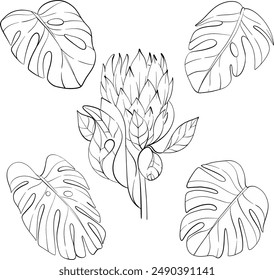 Vector tropical clipart - protea, monstera leaves. Exotic flowers. Summer set. Black circuit silhouette. For wedding design, cards, printing