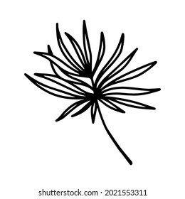 Vector tropical coconut leaf isolated on white background. Funny coloring and cute illustration for seasonal design, textile, decoration kids playroom or greeting card. Hand drawn prints and doodle.