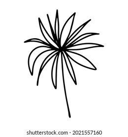 Vector tropical coconut leaf isolated on white background. Funny coloring and cute illustration for seasonal design, textile, decoration kids playroom or greeting card. Hand drawn prints and doodle.
