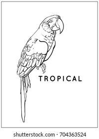 Vector tropical exotic bird, black and white parrot ara, coloring page for adult, sketch, isolated. Scarlet Macaw, Ara Macaw red-large, Ara chloropterus.