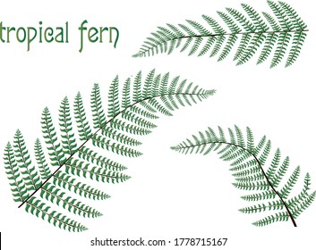 vector tropical exotic fern set
