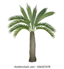 Vector tropical exotic high detailed palm tree isolated