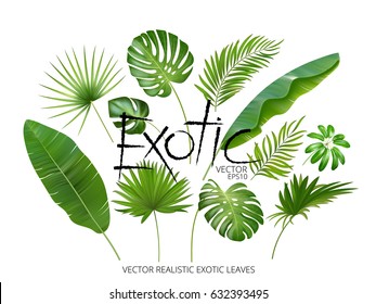 Vector tropical exotic leaves, realistic jungle leaves set isolated on white background. Palm leaf collection. Quality watercolor imitation. Not trace.