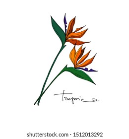 Vector Tropical floral botanical flowers. Wild spring leaf wildflower isolated. Black and white engraved ink art. Isolated flower illustration element on white background.