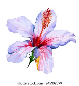 vector tropical flower isolated on white. hibiscus, watercolor 