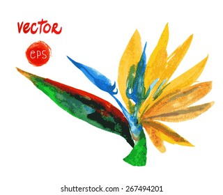 vector tropical flower strelitzia, bird of Paradise. Exotic single flower. illustration watercolor painting realistic. element for floral design