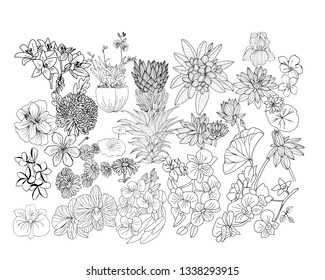 Vector Tropical flowers big set sketch illustration. Hand drawn botacal floral design elements. Hibiscus, plumeria, lily, pritea, orchid etc. isolated on white background.