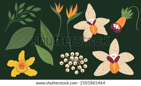 Vector tropical flowers and leaf illustration  set.  Abstract botanical collection. Orhid and ather exotic flowers