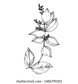 Vector Tropical flowers and leaves isolated. Exotic tropical hawaiian summer. Palm beach tree leaves jungle botanical. Black and white engraved ink art. Isolated plant illustration element.