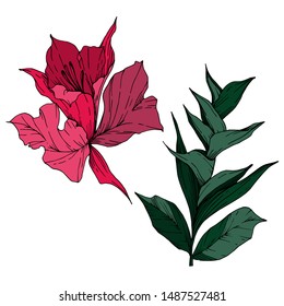 Vector Tropical flowers and leaves isolated. Exotic tropical hawaiian summer. Palm beach tree leaves jungle botanical. Black and white engraved ink art. Isolated plant illustration element.