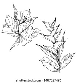 Vector Tropical flowers and leaves isolated. Exotic tropical hawaiian summer. Palm beach tree leaves jungle botanical. Black and white engraved ink art. Isolated plant illustration element.