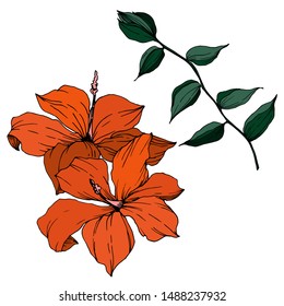 Vector Tropical flowers and leaves isolated. Exotic tropical hawaiian summer. Palm beach tree leaves jungle botanical. Black and white engraved ink art. Isolated plant illustration element.