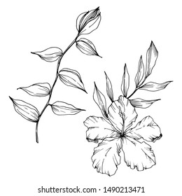 Vector Tropical flowers and leaves isolated. Exotic tropical hawaiian summer. Palm beach tree leaves jungle botanical. Black and white engraved ink art. Isolated plant illustration element.