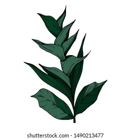 Vector Tropical flowers and leaves isolated. Exotic tropical hawaiian summer. Palm beach tree leaves jungle botanical. Black and white engraved ink art. Isolated plant illustration element.