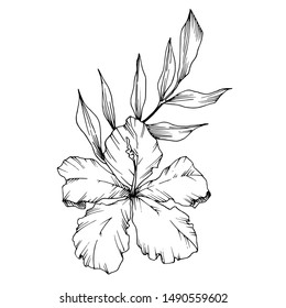 Vector Tropical flowers and leaves isolated. Exotic tropical hawaiian summer. Palm beach tree leaves jungle botanical. Black and white engraved ink art. Isolated plant illustration element.
