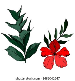 Vector Tropical flowers and leaves isolated. Exotic tropical hawaiian summer. leaves jungle botanical. Black and white engraved ink art. Isolated plant illustration element.
