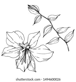 Vector Tropical flowers and leaves isolated. Exotic tropical hawaiian summer. Palm beach tree leaves jungle botanical. Black and white engraved ink art. Isolated plant illustration element.