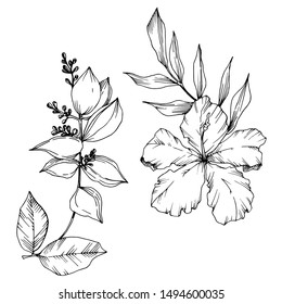 Vector Tropical flowers and leaves isolated. Exotic tropical hawaiian summer. Palm beach tree leaves jungle botanical. Black and white engraved ink art. Isolated plant illustration element.