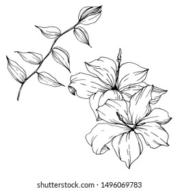 Vector Tropical flowers and leaves isolated. Exotic tropical hawaiian summer. Palm beach tree leaves jungle botanical. Black and white engraved ink art. Isolated plant illustration element.