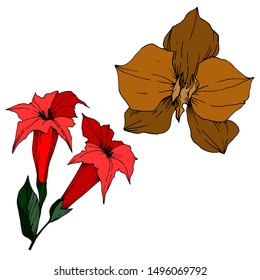 Vector Tropical flowers and leaves isolated. Exotic tropical hawaiian summer. Palm beach tree leaves jungle botanical. Black and white engraved ink art. Isolated plant illustration element.