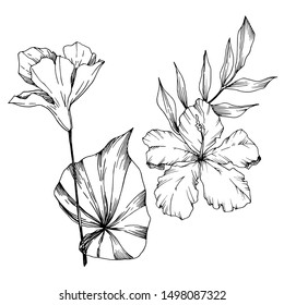 Vector Tropical flowers and leaves isolated. Exotic tropical hawaiian summer. Palm beach tree leaves jungle botanical. Black and white engraved ink art. Isolated plant illustration element.