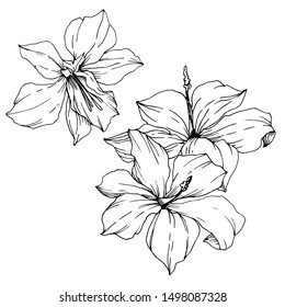 Vector Tropical flowers and leaves isolated. Exotic tropical hawaiian summer. Palm beach tree leaves jungle botanical. Black and white engraved ink art. Isolated plant illustration element.