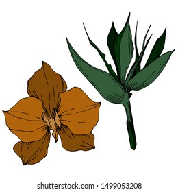 Vector Tropical flowers and leaves isolated. Exotic tropical hawaiian summer. Palm beach tree leaves jungle botanical. Black and white engraved ink art. Isolated plant illustration element.