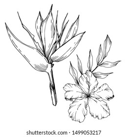 Vector Tropical flowers and leaves isolated. Exotic tropical Hawaiian summer. Palm beach tree leaves jungle botanical. Black and white engraved ink art. Isolated plant illustration element.