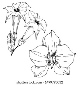 Vector Tropical flowers and leaves isolated. Exotic tropical hawaiian summer. Palm beach tree leaves jungle botanical. Black and white engraved ink art. Isolated plant illustration element.