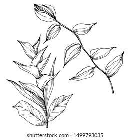 Vector Tropical flowers and leaves isolated. Exotic tropical hawaiian summer. Palm beach tree leaves jungle botanical. Black and white engraved ink art. Isolated plant illustration element.