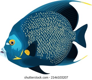 643 French angelfish Images, Stock Photos & Vectors | Shutterstock