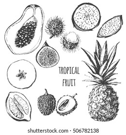 vector tropical fruit set - fig, papaya, dragon fruit, pitaya, lemon, apple, lychee, pineapple, rambutan. exotic fruit flat lay drawing