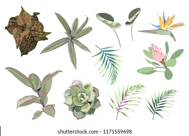 Vektorillustration tropisch grün, blau, rosa, violette Pflanzen, Dschungelblätter und Blumen einzeln auf weißem Hintergrund.