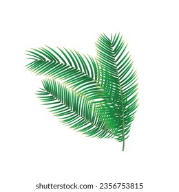 Vector tropical green palm leaves isolated set.